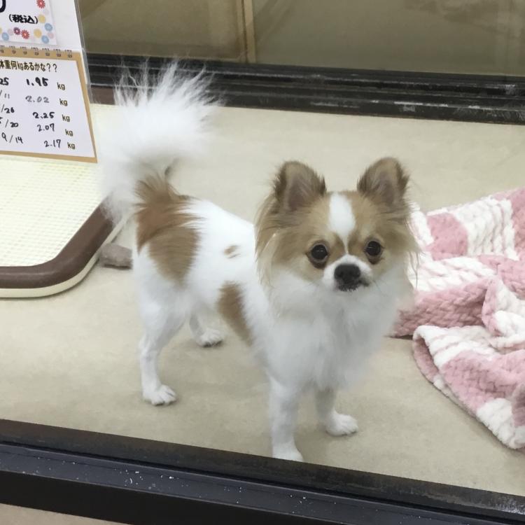 animal_image