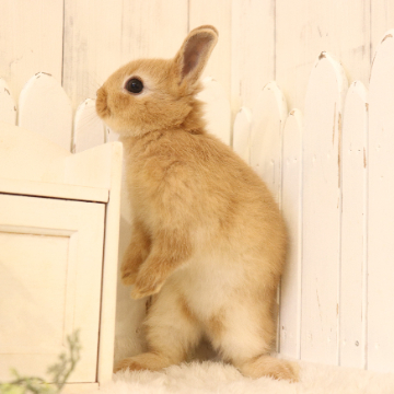 animal_image