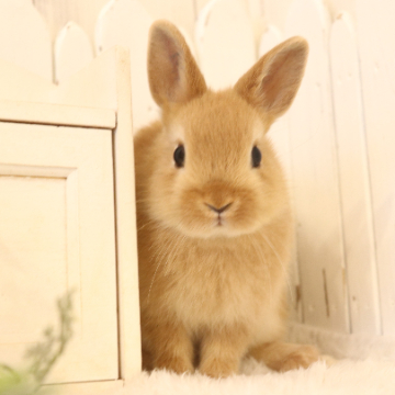 animal_image