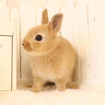 animal_image