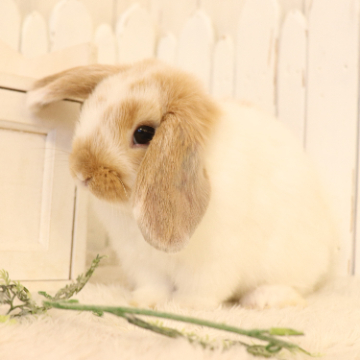 animal_image