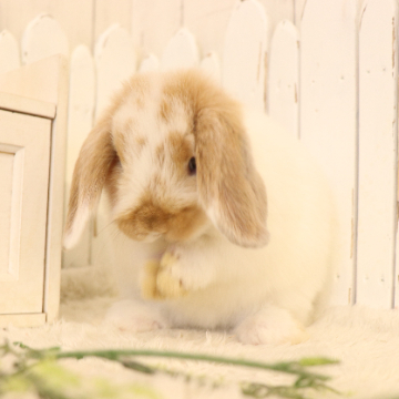 animal_image