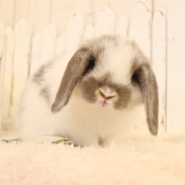 animal_image