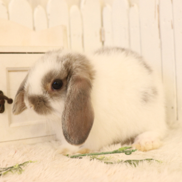 animal_image