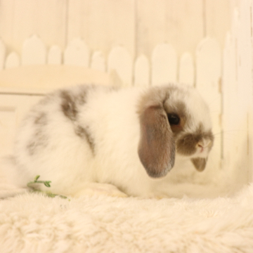 animal_image