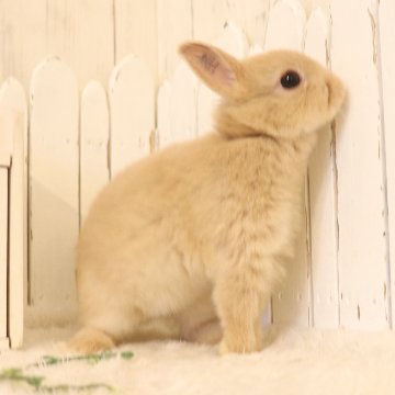 animal_image