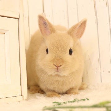 animal_image