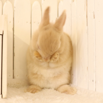 animal_image