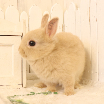 animal_image