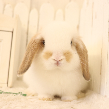 animal_image