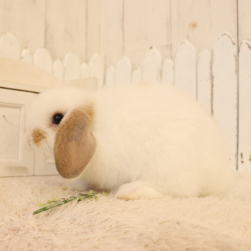 animal_image