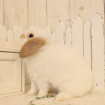 animal_image