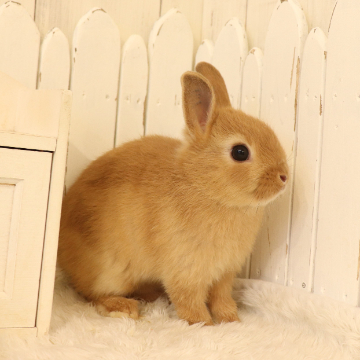 animal_image