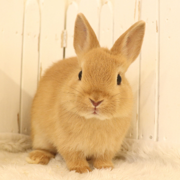 animal_image