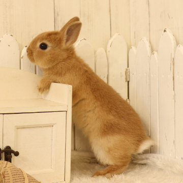 animal_image