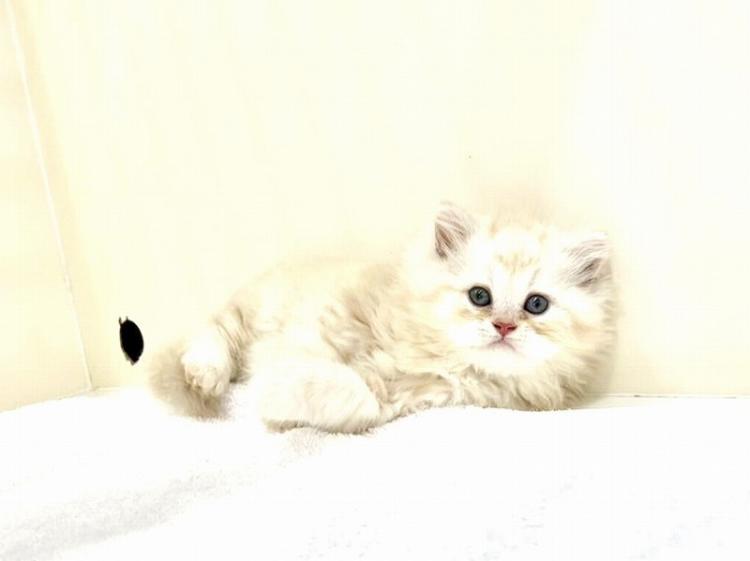animal_image