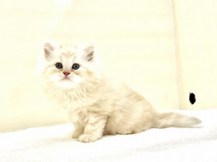 animal_image