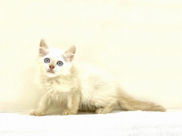 animal_image