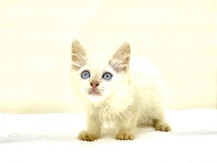 animal_image