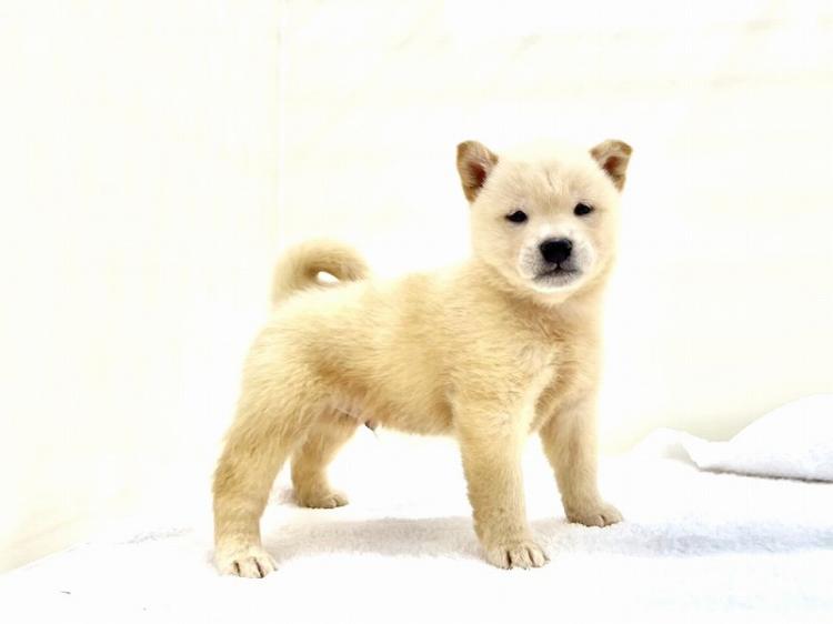 animal_image