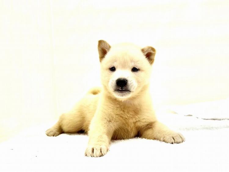 animal_image