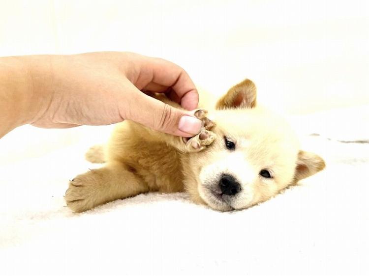 animal_image