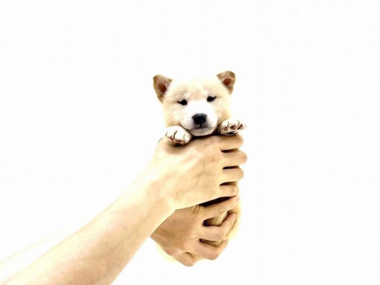 animal_image