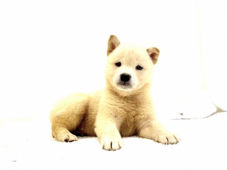 animal_image