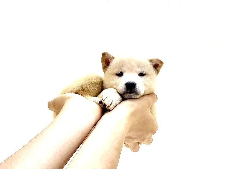 animal_image