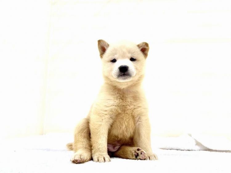 animal_image
