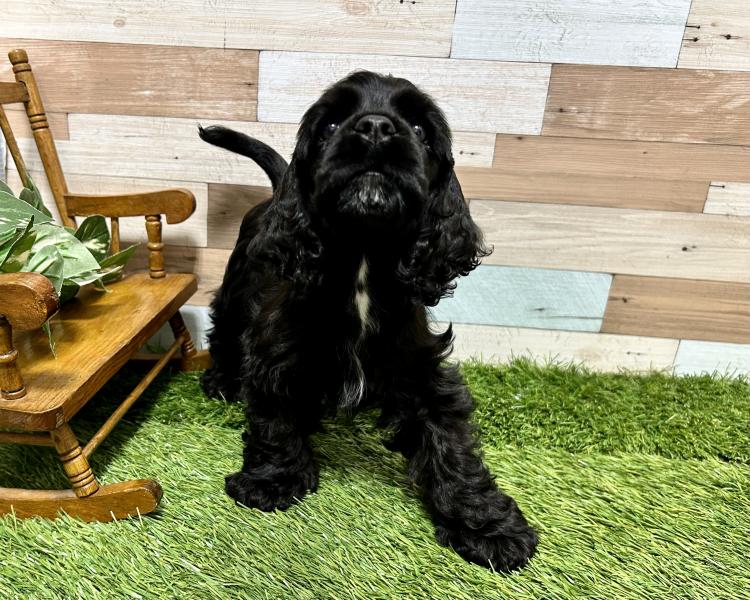 ワンニャンハウス 岡山店のアメリカン・コッカー・スパニエルの詳細