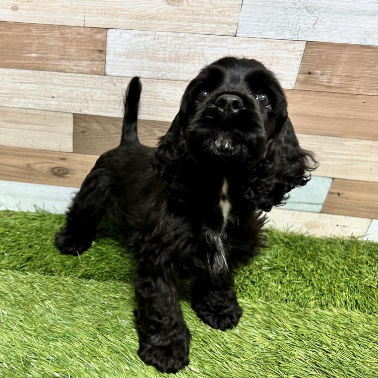 サンディキャスト アメリカンコッカースパニエル ブラック 親子 置物