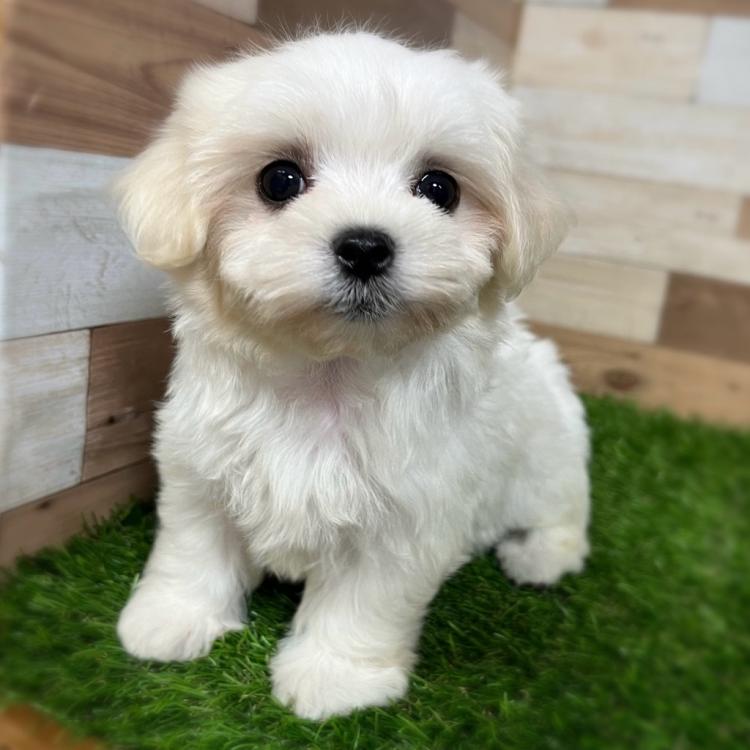 animal_image