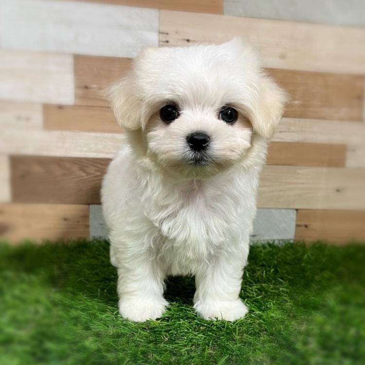 animal_image