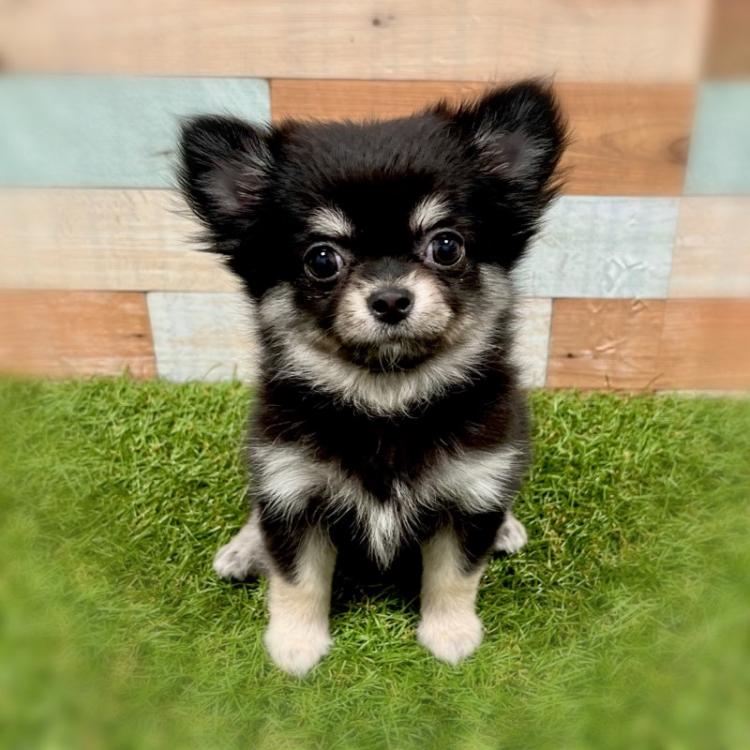 animal_image