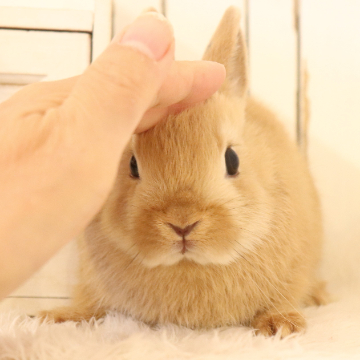 animal_image