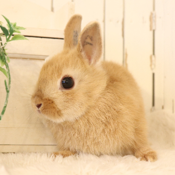 animal_image
