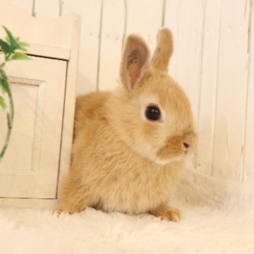 animal_image