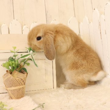 animal_image