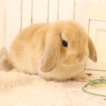 animal_image
