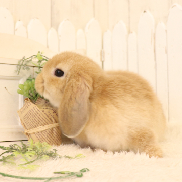 animal_image