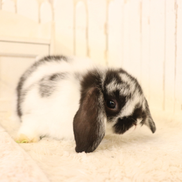 animal_image