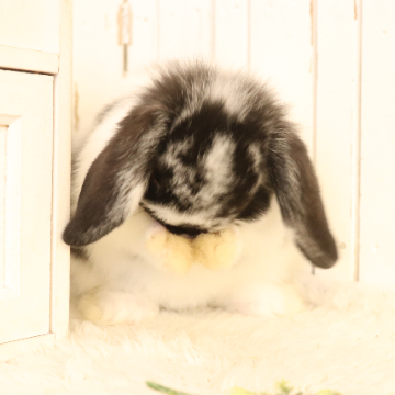 animal_image
