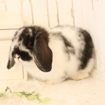 animal_image