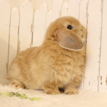 animal_image
