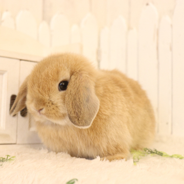 animal_image