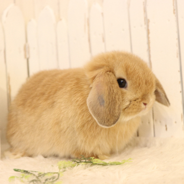 animal_image
