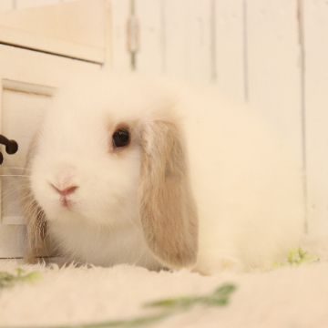animal_image