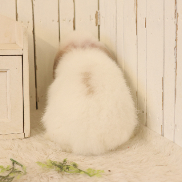 animal_image