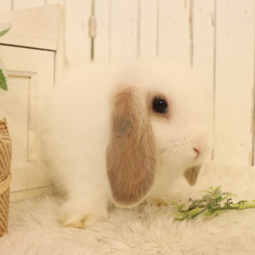 animal_image